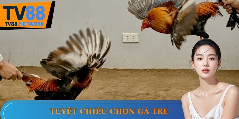 Bí quyết chọn gà hiệu quả, tỷ lệ thắng cao