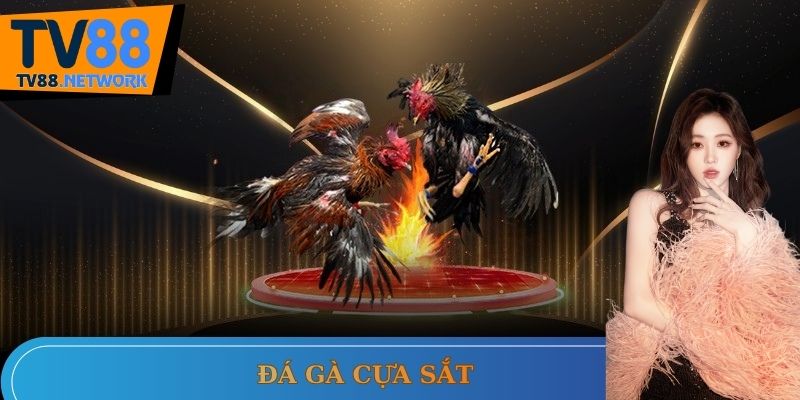 đá gà cựa sắt