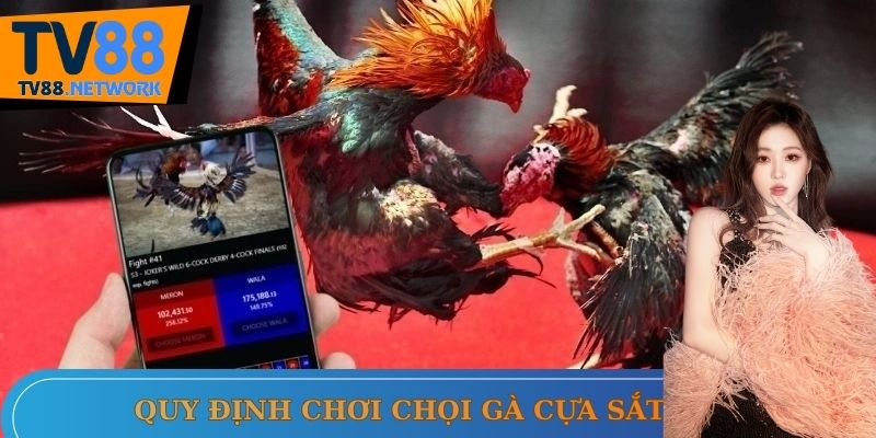 Quy định khi chơi chọi gà cựa sắt